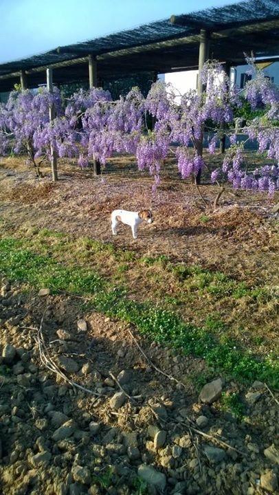 Agriturismo Valbona Villa Castiglione della Pescaia Bagian luar foto